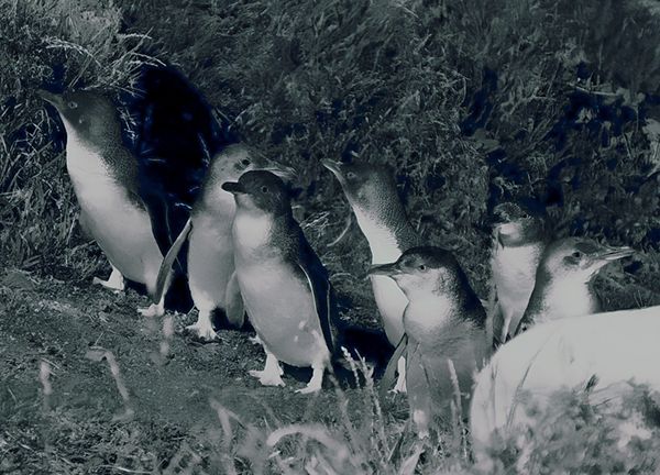 Pinguïns in Bicheno, Tasmanië, Australië